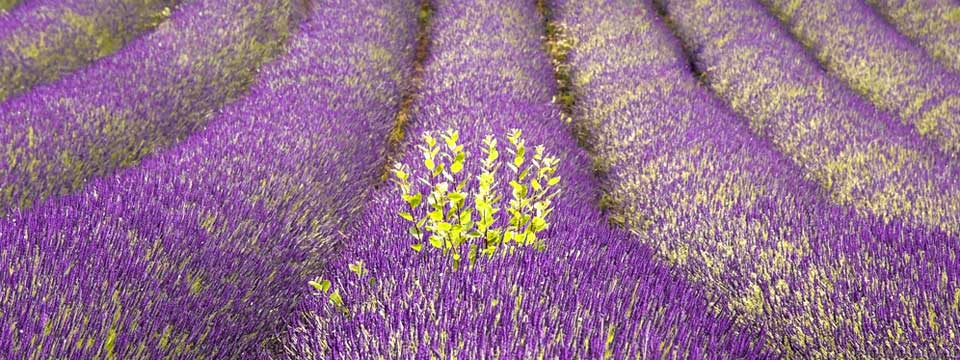 lavanda1slider