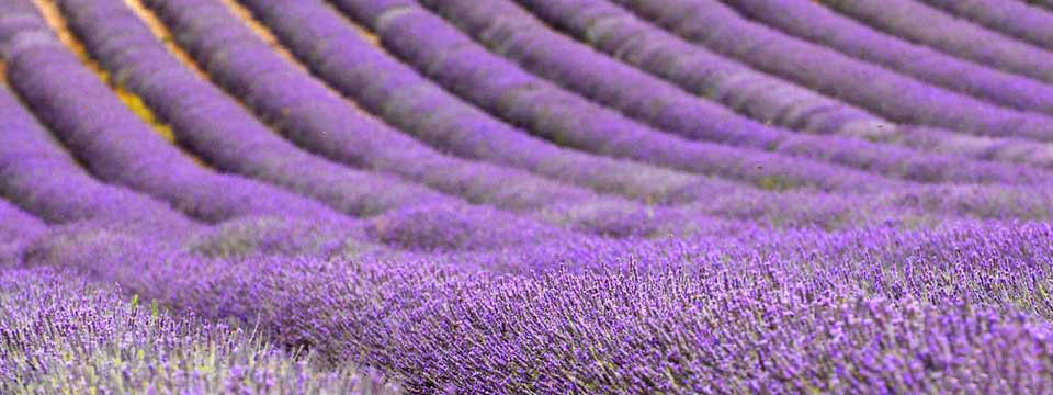lavanda3slider