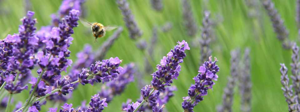 lavanda5slider