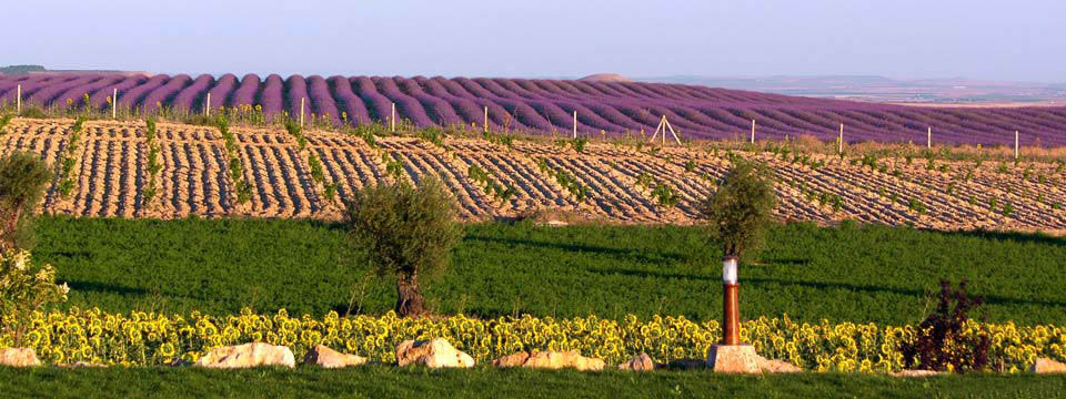 lavanda6slider
