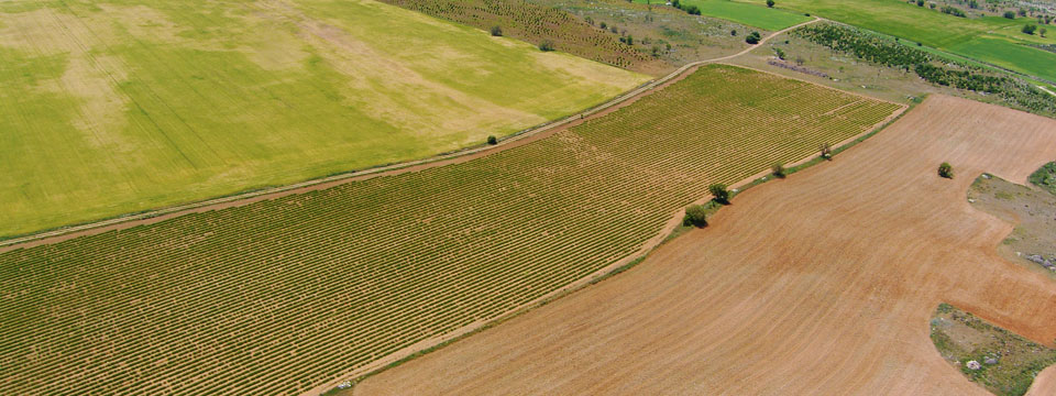 plantadoralavanda plantadoralavanda